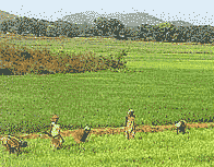 Farmers Sowing Seeds